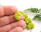 11x13mm Light green maple leaves, Czech glass leaf beads - 10Pc