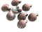 8pc Antique Copper Small shell charms 9mm