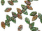 10x6mm Green Brown leaf Czech glass beads - 40Pc