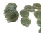 18x13mm Dark gray large leaves, Czech glass beads, 15Pc