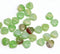 30pc Light green czech glass shell beads center drilled - 9mm