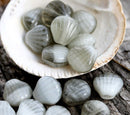 9mm Gray white shell beads, Czech glass mixed color beach seashell - 30Pc